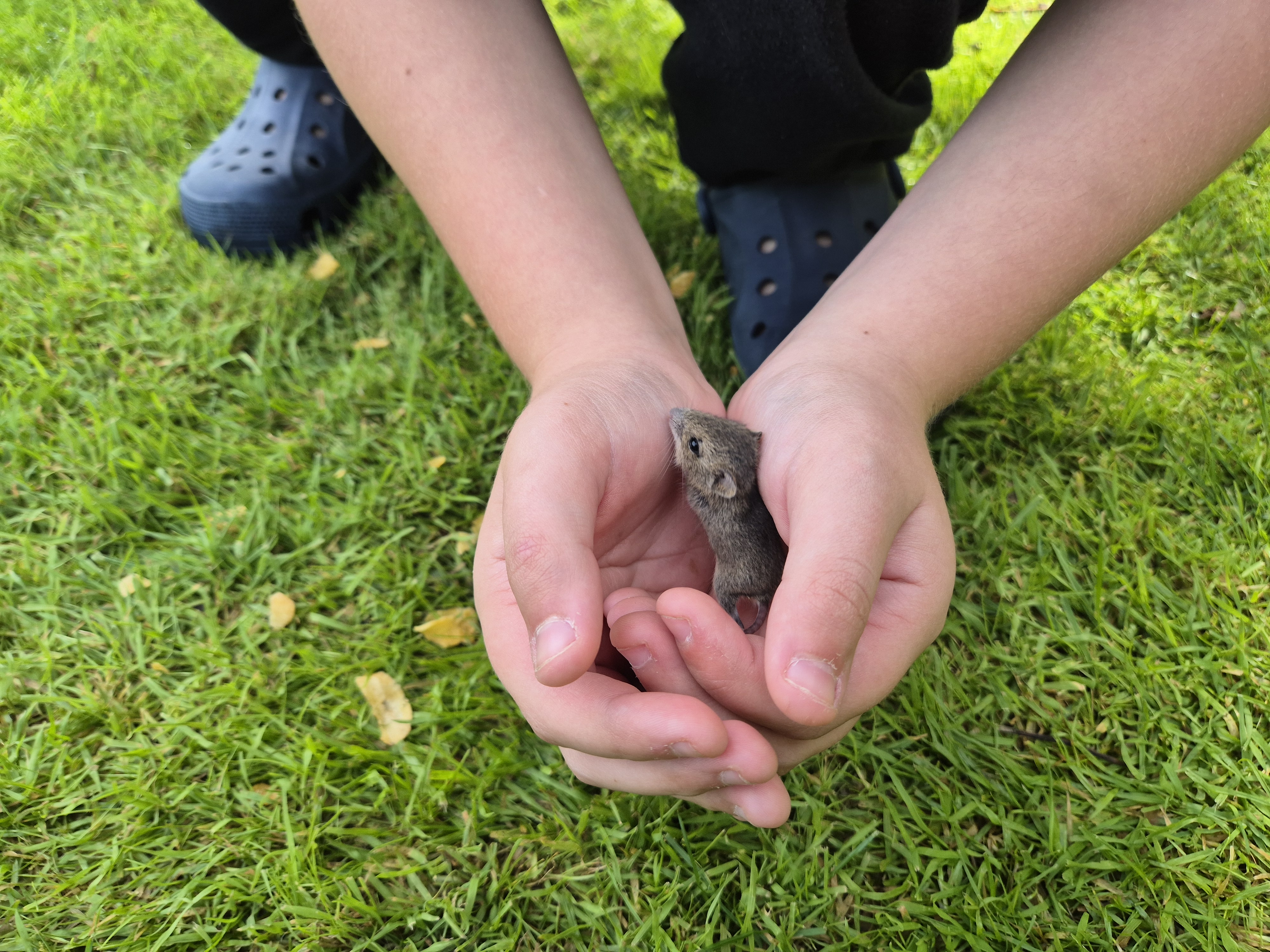 A small mouse resting in a child's hands